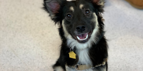 A happy dog with erect ears and a collar sits on the floor.