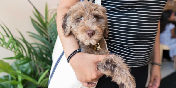 A person carrying a brown puppy in a tote bag.