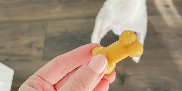 A small white chihuahua looking expectantly at a bone-shaped dog treat held by a person.