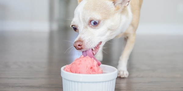 Chihuahua licking ice cream from a bowl on a wooden floor.