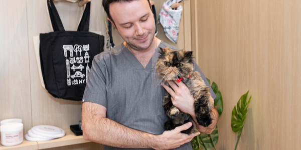 A man in grey scrubs holding a tortoiseshell cat with a red collar in a veterinary clinic.