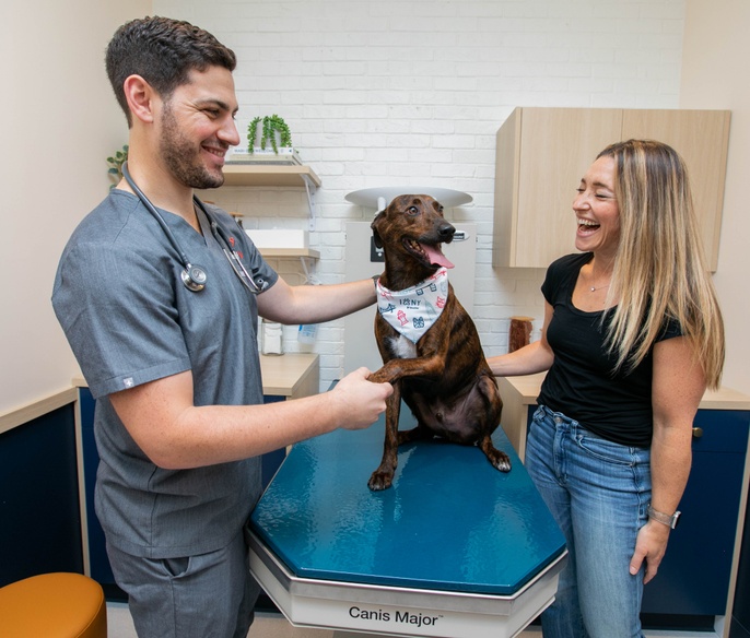 A man and woman standing next to a dog in a vet office.