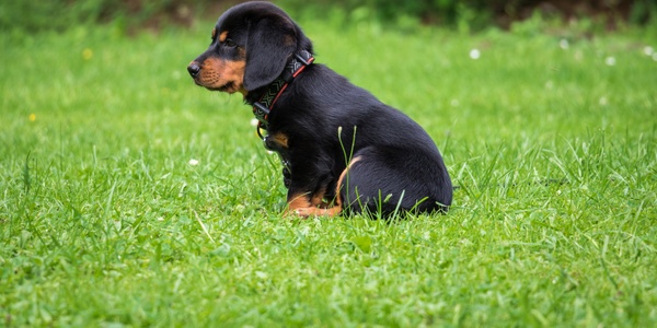 A black and tan puppy with a red collar sitting on green grass.