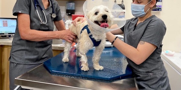 Two veterinary professionals attending to a dog wearing a protective cone on an examination table.