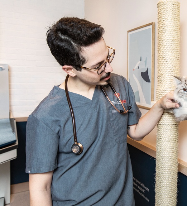 Vet caring for a cat with kidney failure at Bond Vet