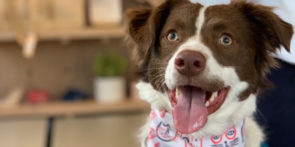 A brown and white dog with a bandana featuring smiling cat faces, looking at the camera with a bright expression.