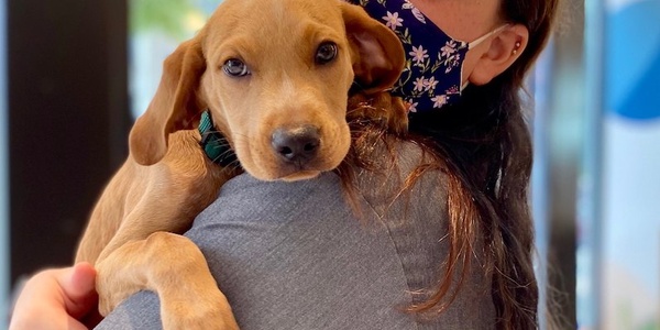 Woman wearing a floral mask cuddling a brown puppy.