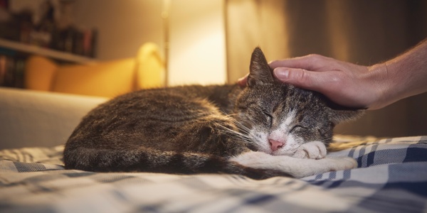 Senior Cat Care: How to Care for Your Aging Cat