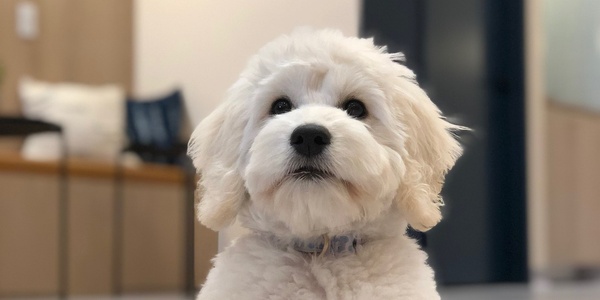 A fluffy white dog with a curious expression lying on the floor indoors.