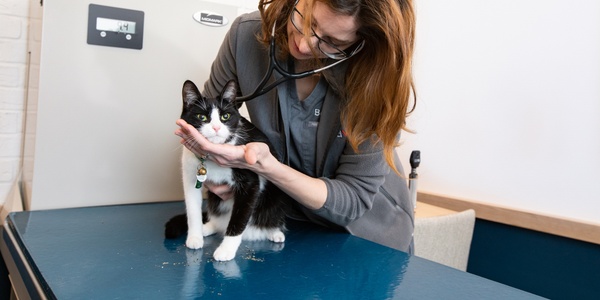 Veterinarian performing a check-up on a black and white cat.