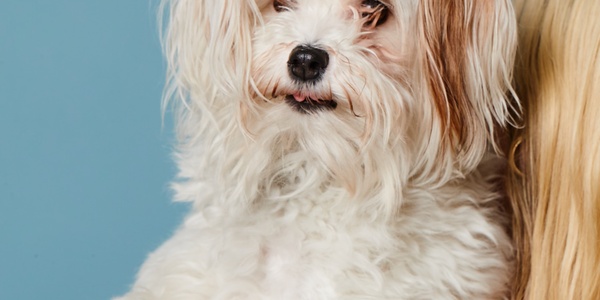 A small, fluffy white dog with light brown patches sitting in front of a person with blonde hair against a blue background.