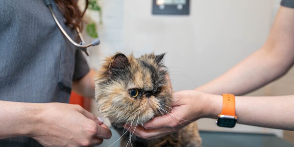 A veterinarian examining a cat with the assistance of a veterinary technician.