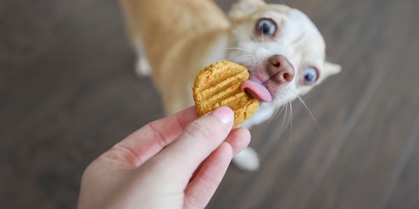 Fall Dog Treat Recipe: Pumpkin Sweet Potato Bites