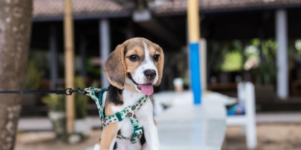 How to Leash-Train Your Puppy