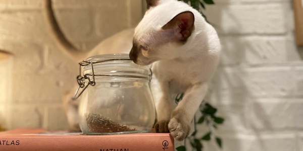 A siamese cat curiously inspects a glass jar atop stacked books.