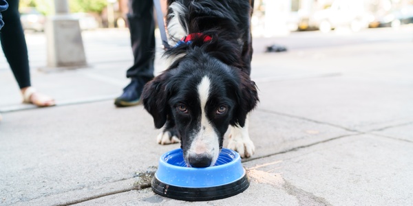 Summer Tips for Dogs: Healthy and Safe Ways to Beat the Heat