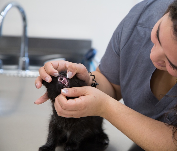 Pet cat in dental examination
