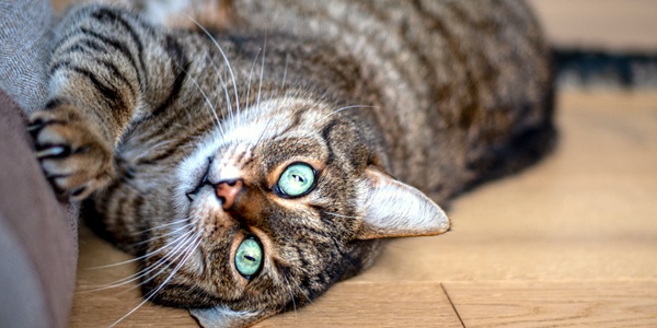A tabby cat with striking green eyes, lying on its back and reaching out playfully.