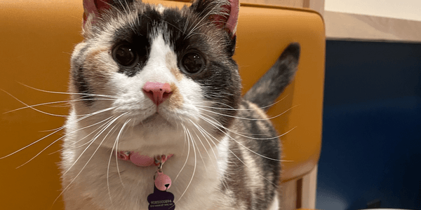 A curious calico cat with a bell collar sitting on a chair.