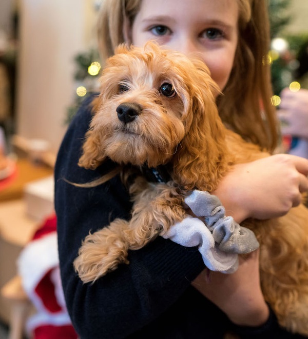 fireworks and pets