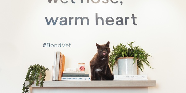 A black cat sitting on a shelf beneath a sign that reads "wet nose, warm heart #bondvet.