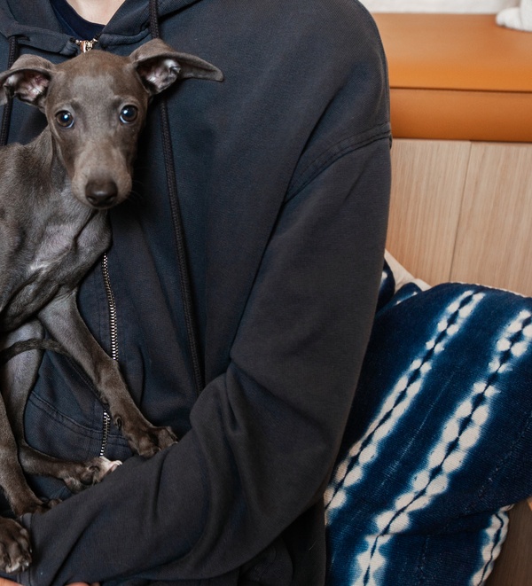 dog at Bond Vet