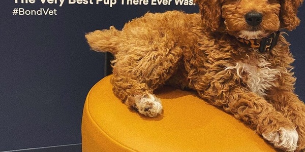 A charming brown puppy is comfortably perched on an orange cylindrical seat, appearing poised and endearing.