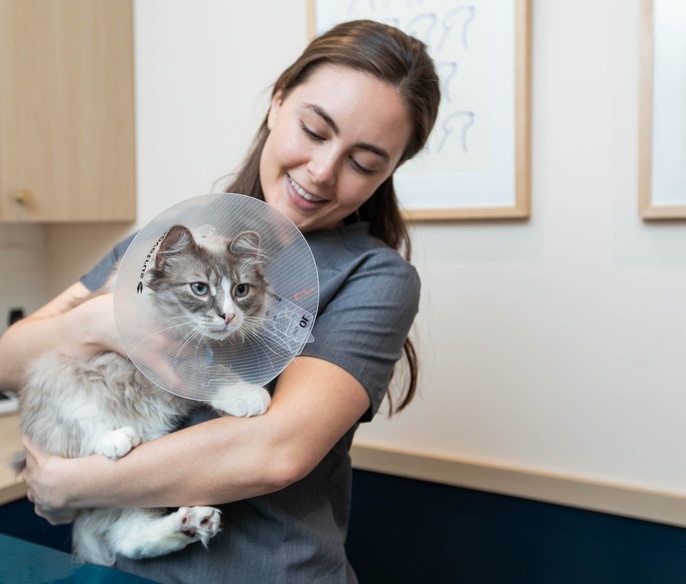 Cat with a collar being held by a veterinarian at Bond Vet - Arlington