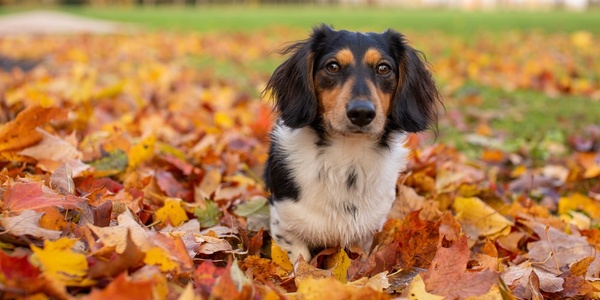 A dachshund sits among fallen autumn leaves in a park.