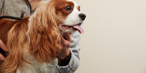 A veterinarian listens to a cavalier king charles spaniel's heartbeat with a stethoscope.