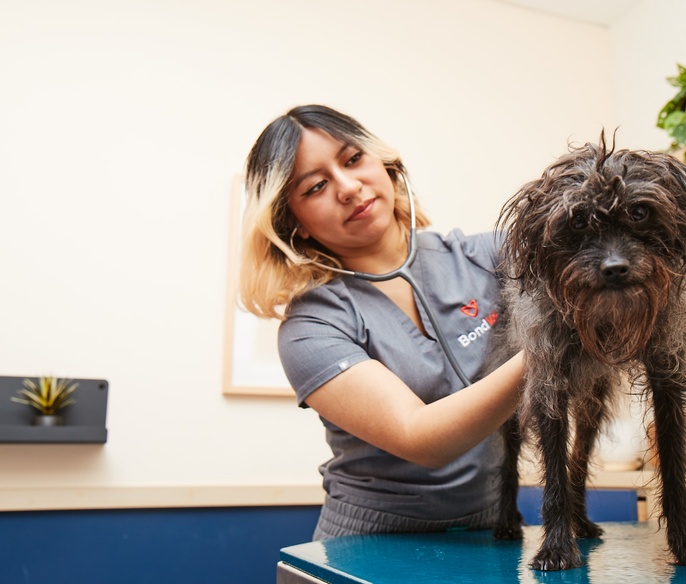Veterinarian taking dogs vitals at Bond Vet - Gold Coast