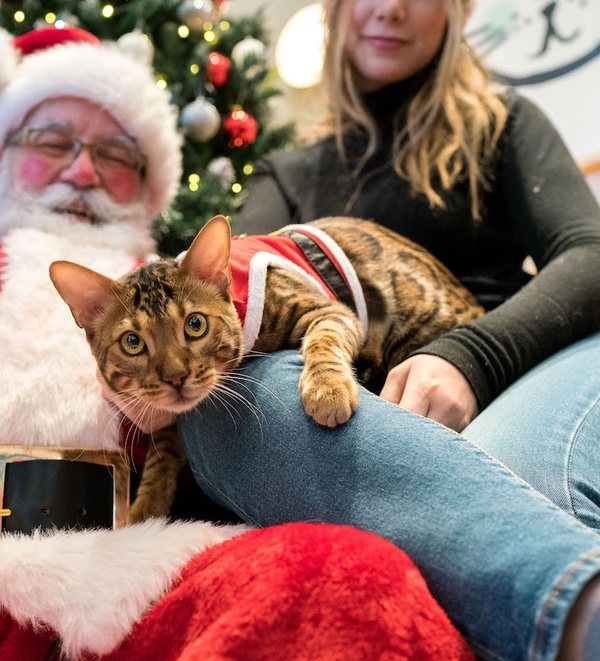 A cat with Santa at Bond Vet: Christmas Tree Safety Tips for Cats and Dogs