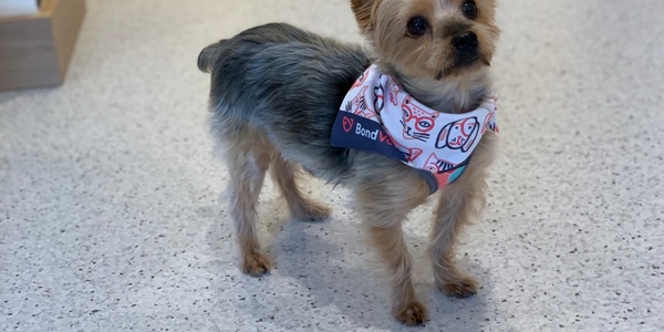 A small yorkshire terrier dog wearing a bandana stands on a tiled floor.