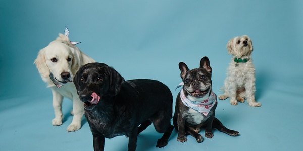 Four dogs of different breeds posing together against a blue background.