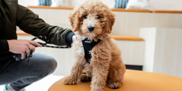 How to Train Your Puppy — and What to Teach Them