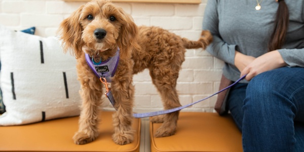 A brown dog on a leash standing next to a seated person.