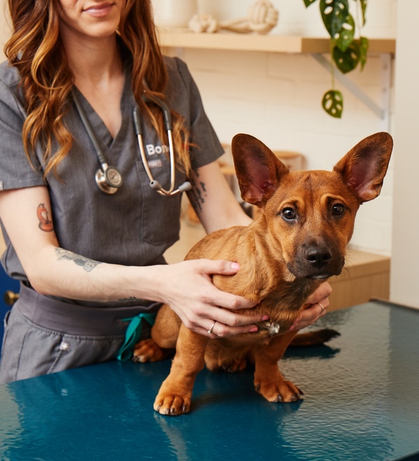 Dog being treated at Bond Vet