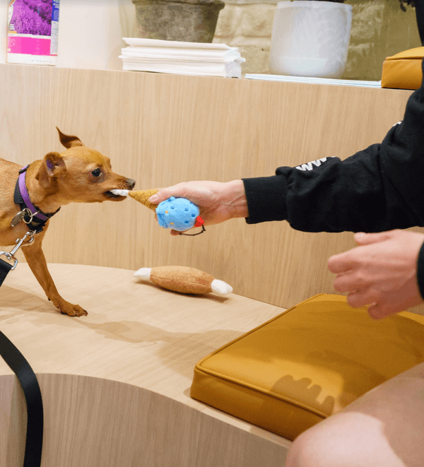 Puppy playing with toy