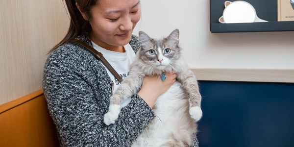 Woman holding a fluffy white and grey cat with blue eyes.