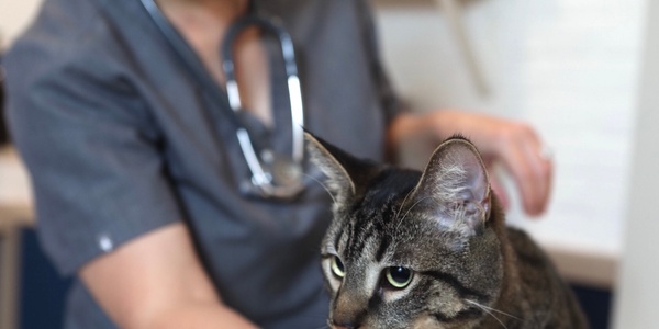 A veterinarian holding a tabby cat during a check-up.