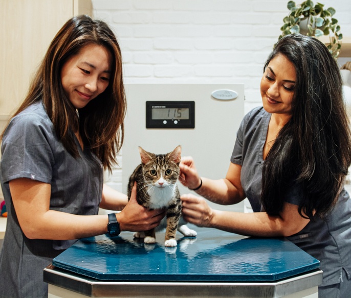 Compassionate and skilled veterinarians performing exam on cat